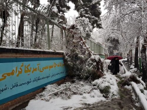 خسارت برف به درختان تهران