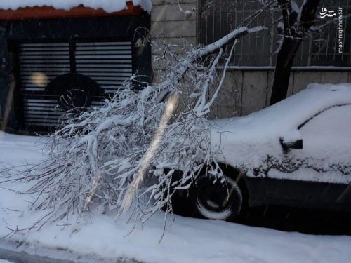 خسارت برف به درختان تهران